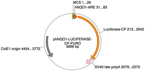 Schematic drawing of ARE-luciferase vector construct. MCS, multicloning