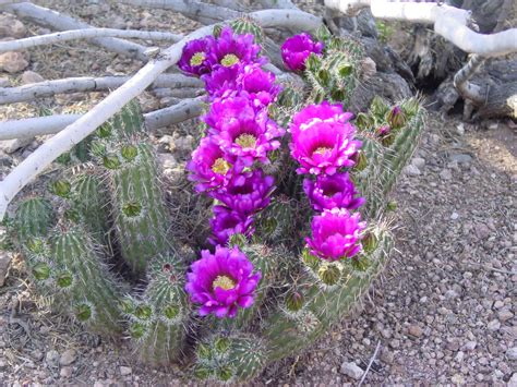 The secretions from the stem of this. Tucson Daily Happenings: "The beauty of the Sonoran Desert"