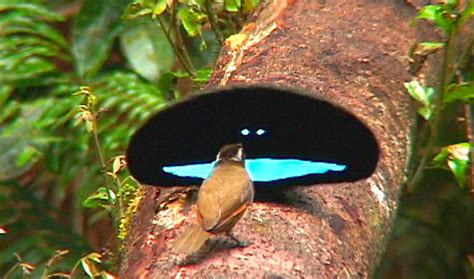 Brief For Birds Of Paradise Super Black Feathers Make Bright Spots