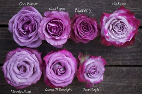 The spectacular show of color continues through fall. Moody blues are incredible color | Purple roses, Purple ...
