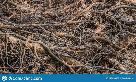 Tree Roots Exposed Closeup Stock Image Image Of Nature 220030637