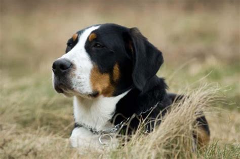 Greater Swiss Mountain Dog Breed Characteristics Lovetoknow Pets