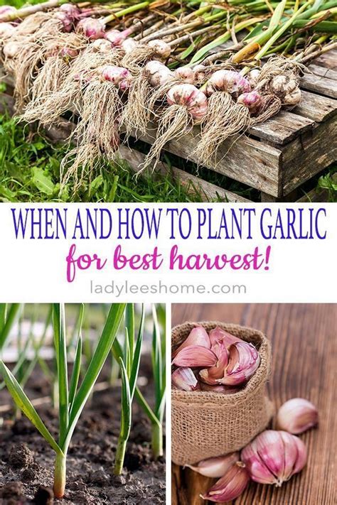 In counties throughout the commonwealth, teams of extension agents and master gardeners are ready to support you by answering your questions and providing seminars, workshops, and classes. Planting Garlic in the Fall | Planting garlic, Organic ...