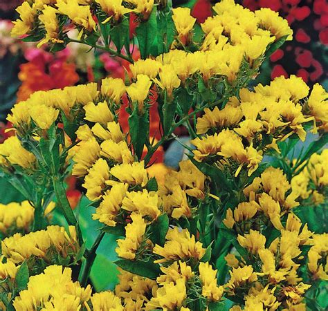 Buy flower seeds online at flowerbulbsinc.co.uk. German White Statice Seeds - Flower Seeds for sale online ...