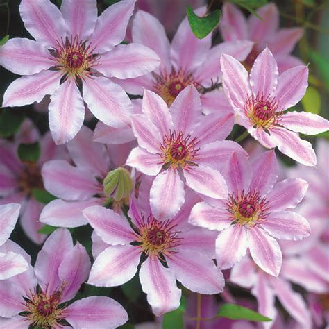 Position it in a sheltered area that is. Nelly Moser Clematis Plant from Park Seed