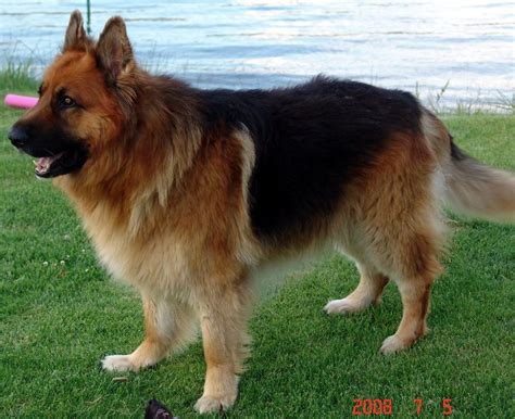 King Shepherd Complete Guide And Top Facts Animal Corner