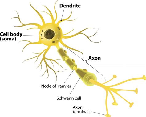 Diagram Of A Neuron And Functions Slide Share
