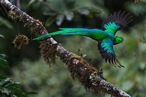 Resplendent Quetzal In The Canopy Some Days Ago From Monteverde