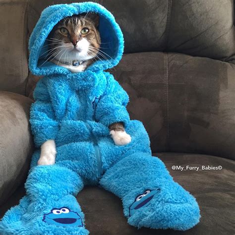 Meet Joey The Cookie Monster Onesie Wearing Cat