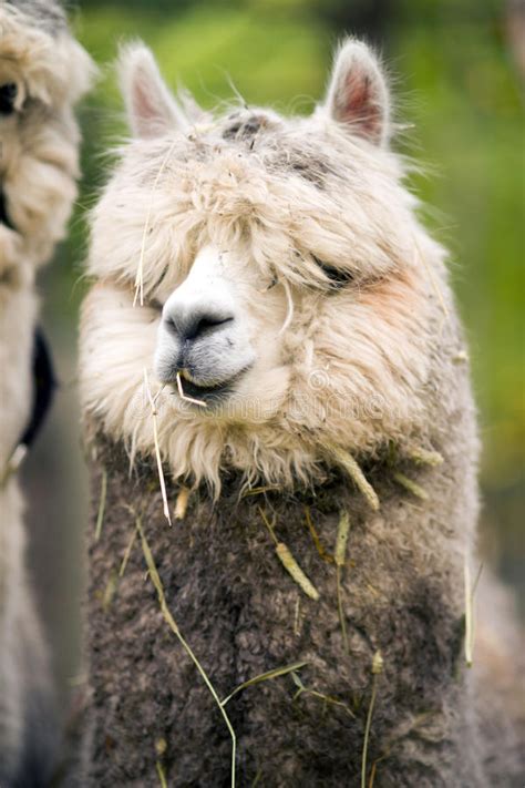 Domestic Llama Eating Hay Farm Livestock Animals Alpaca Stock Image