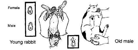 Physically, the only way to tell if you have a male rabbit is by his two oblong testicles, which don't descend until he is 12 weeks old. Chapter 8: The rabbit
