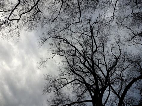 Spooky Trees And Stormy Skies Stock Image Image Of Stormy Tree 52523837