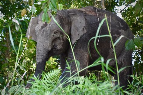 Borneo Pygmy Elephant Kinabatangan River Sabah Malaysia Flickr