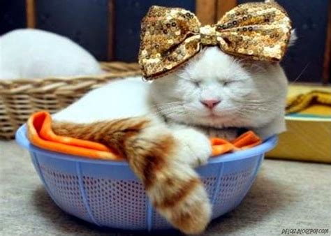 Wallpaper Kucing Lucu | Deloiz Wallpaper