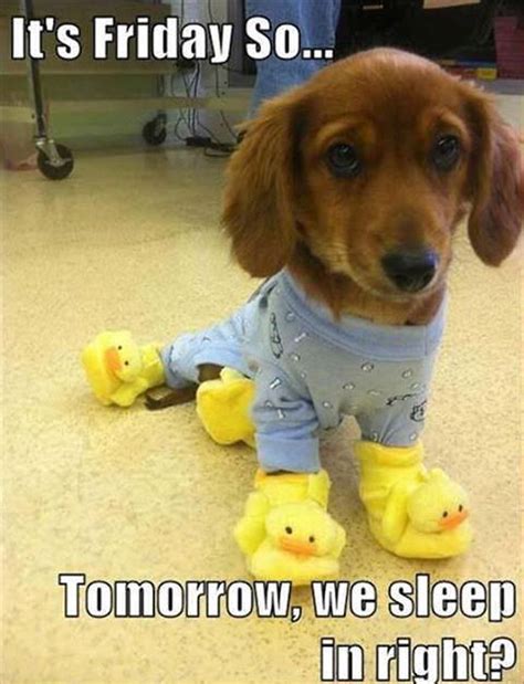 Valuable moments with my pillow! Its Friday Pictures, Photos, and Images for Facebook ...