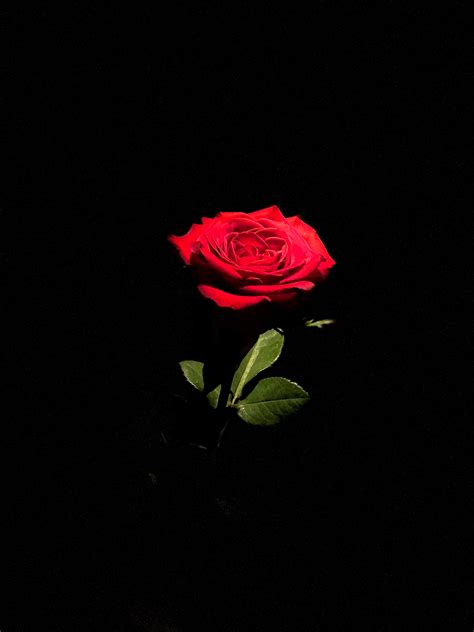 Details 100 High Quality Red Rose With Black Background Hd Wallpaper