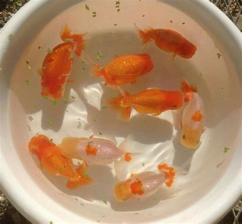 Goldfish In 2020 Orange Aesthetic Aesthetic Colors Aesthetic Pictures