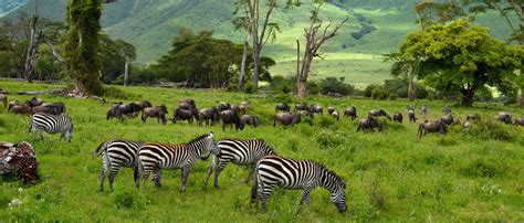 Ngorongoro Conservation Area African Scenic Safaris Usaafrican Scenic