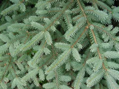 The most common of these species are classified in the four genera: 365 Days of Christmas: Types of Christmas Trees