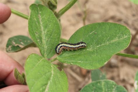Plant under ideal soil and weather conditions to assure rapid seed germination and minimize the seedcorn maggot problem. Alerts for Soybean Insect Pests - UT Crops News