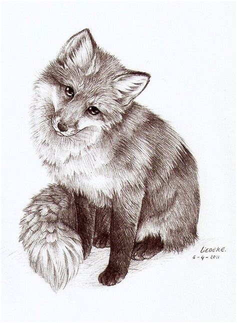 Black White Drawing Of Young Fox Fox Painting Animal Sketches