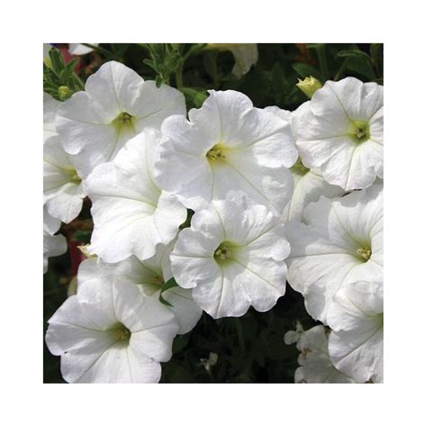 Creed white flowerswomen eau de parfum spray 2.5 oz tester. Buy Petunias (White) Plant Online at lowest price