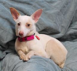 This page is for communication with the fans and members of the free press media. View Ad: Rat Terrier-Whippet Mix Dog for Adoption near ...