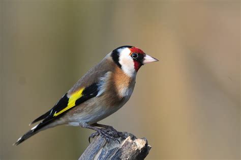 British Wildlife Photography Goldfinch
