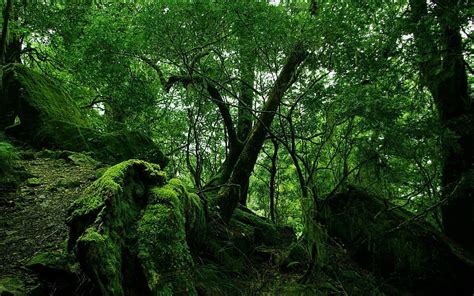 Nature Trees Stones Leaves Bush Forest Vegetation Moss Thickets