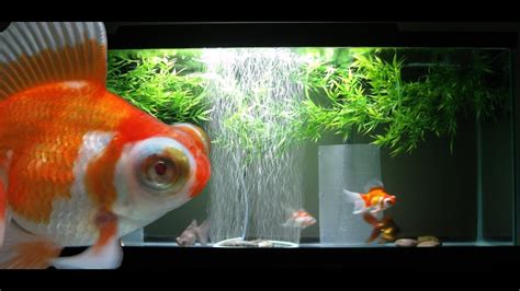 55 Gallon Goldfish Aquarium Youtube