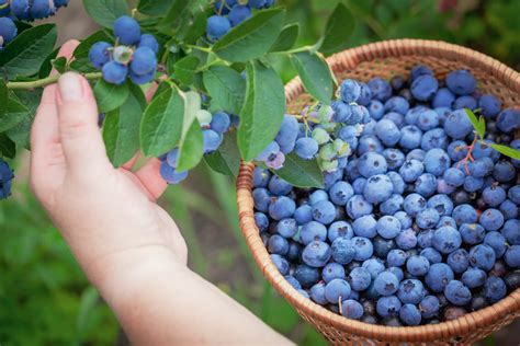 Picking And Preserving Blueberries Plantura