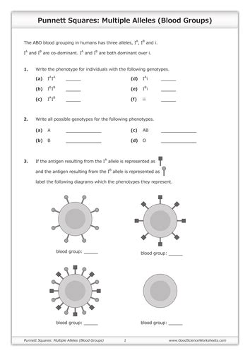 Blood types phenotype a b ab o genotype parent blood type of parents all possible genotypes of parents all possible genotypes of children all possible the objective of this simulation is to determine all the possible phenotypic and genotypic crosses that can occur using all of the possible blood. Punnett Squares - Multiple Alleles (Blood Groups ...