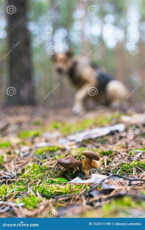 Beautiful Edible Mushroom In A Pine Forest Stock Photo Image Of Fall