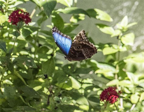 Blue Morpho Butterfly Flying Showing Both Sides Of Wings Photograph By