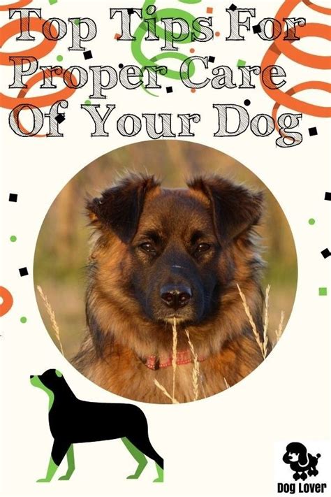 Great Low Maintenance Dog Breeds Hints That Can Help Any ...