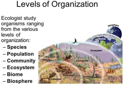 Ecology Levels Principles And Organizations Pmf Ias