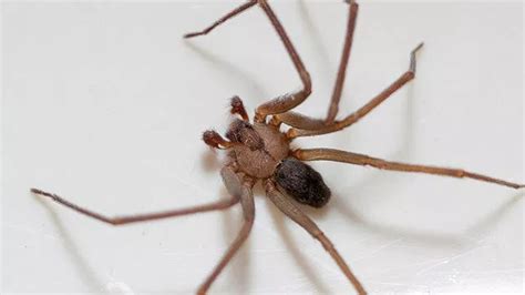 How To Identify And Treat Spider Bites Recluse Spider Brown Recluse