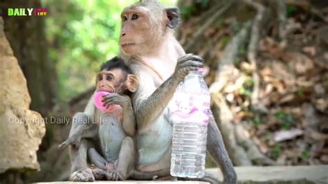 Amazing Monkeys Mating Funny Monkeys Meeting Tourist In Siem Reap