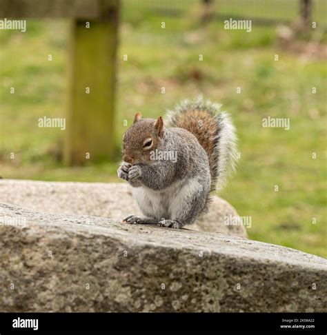 Grey Squirrel Eating A Peanut In The Park While Sitting On A Rock Stock