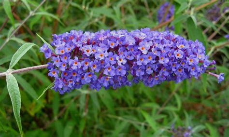 Per i residenti in francia è la stella delle alpi. Nomi di fiori viola - Significato fiori - Nomi di fiori viola - significato