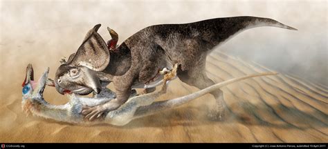 Изображение Protoceratops Vs Velociraptor  Вымершие животные вики Fandom Powered By Wikia