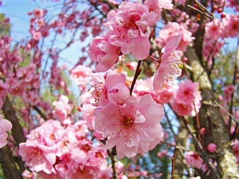 Spring Floral Art Prints Pink Tree Blossoms By Baslee