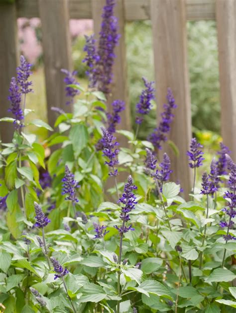 If your texas soil is not ideal, you can easily amend it by adding organic matter such as compost and a good fertilizer. 15 Best Plants for Texas Landscapes | Cool plants, Plants ...