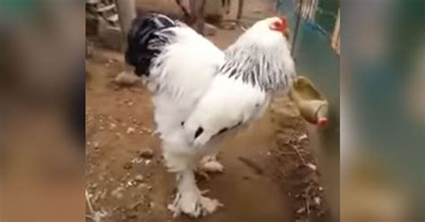 The Biggest Chicken In The World