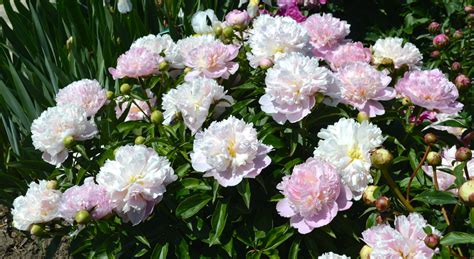 Double Chinese Peony Pink Pearl Paeonia Lactiflora Sass 1937