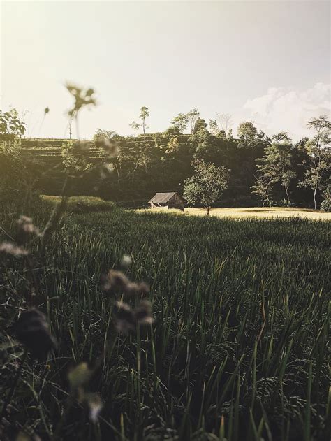 Paddy Field Hd Wallpaper