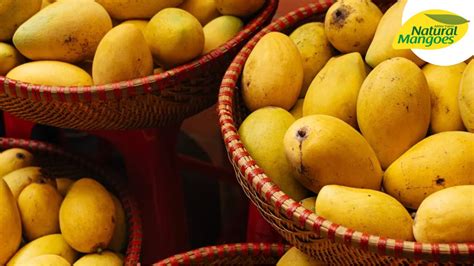 Nutrients And Health Benefits Of Mango Fruits