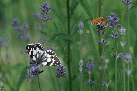Two Butterflies Sitting On Lavender Flowers Stock Image Image Of