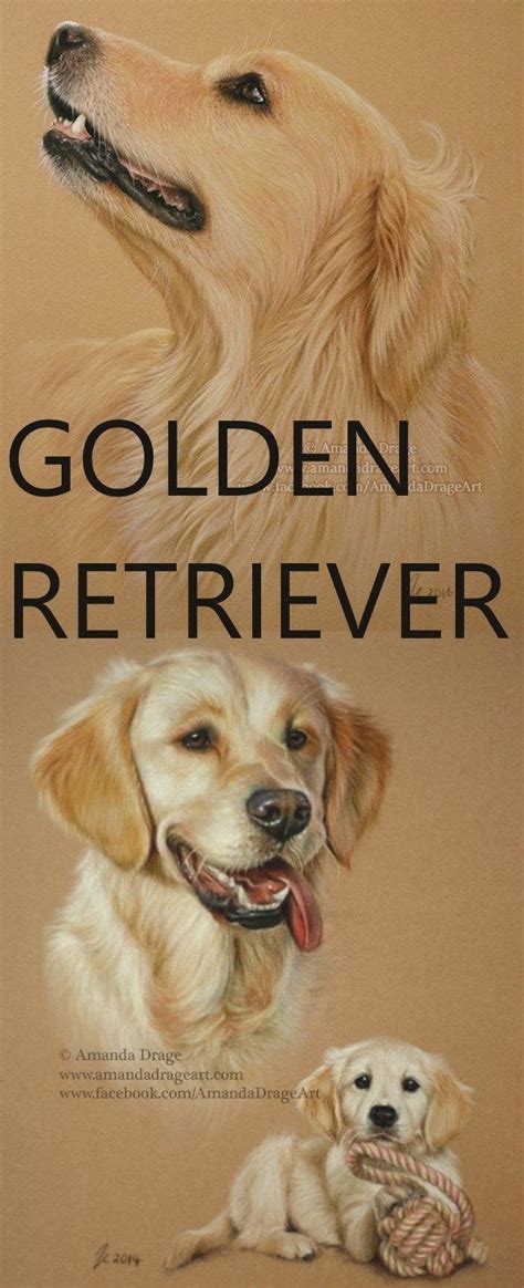 Golden Retriever Paintings Gallery By Artist Of The Month Amanda Drage