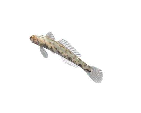 Gobiidae River Goby Awaous Banana Fish Low Poly 3d Model In Fish 3dexport